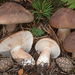 Tricholoma imbricatum - Photo (c) Federico Calledda, some rights reserved (CC BY-NC)