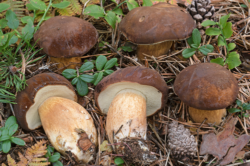 Imleria badia (Fr.) Vizzini