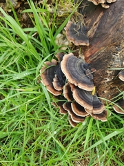 Trametes versicolor