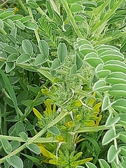 Astragalus macrocarpus