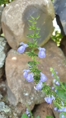 Salvia longispicata