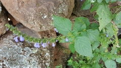 Salvia longispicata