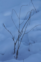 Agrimonia pilosa