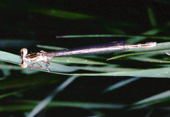 Platycnemis