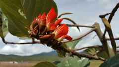 Erythrina breviflora