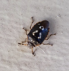 Pseudapines geminata