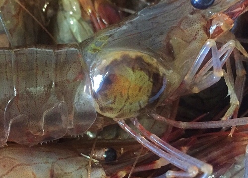 Representative image of Bopyrus