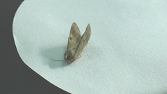 Helicoverpa armigera