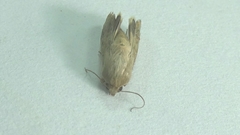 Helicoverpa armigera