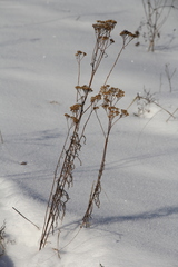 Achillea asiatica