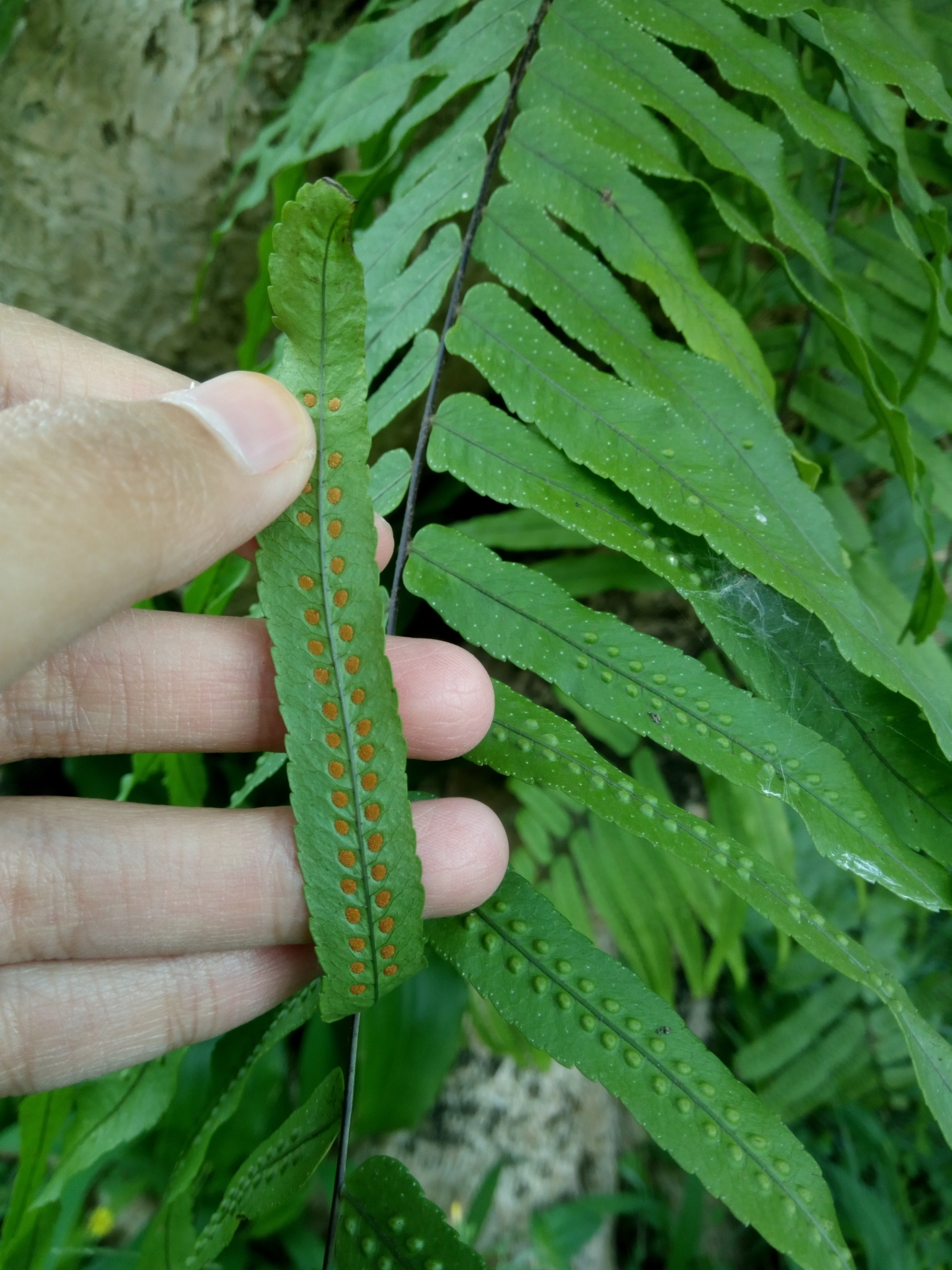 Genus Goniophlebium · iNaturalist