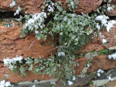 Asplenium ruta-muraria