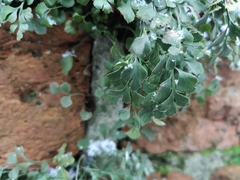 Asplenium ruta-muraria