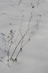 Scabiosa ochroleuca