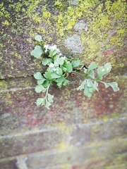 Asplenium ruta-muraria