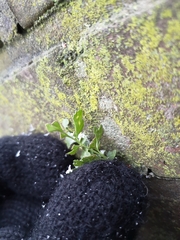 Asplenium ruta-muraria