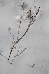 Peucedanum morisonii