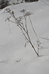 Peucedanum morisonii