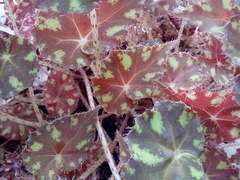 Begonia bowerae