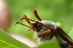 Melolontha melolontha