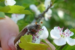 Melolontha melolontha