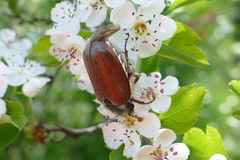 Melolontha melolontha