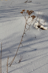 Achillea asiatica