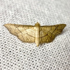 Hypolamprus ypsilon