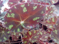Begonia bowerae