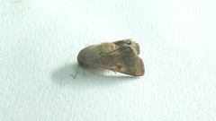 Helicoverpa armigera