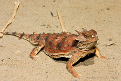 Phrynosoma cerroense