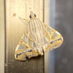 Agrioglypta zelimalis