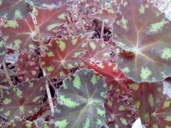 Begonia bowerae