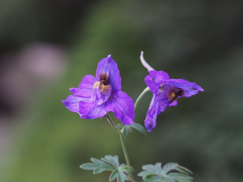 Delphinium albocoeruleum