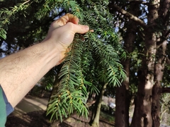 Taxus baccata