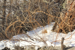 Leonurus quinquelobatus