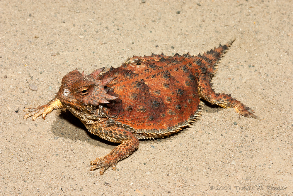 Cedros Island Horned Lizard