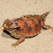 Cedros Island Horned Lizard - Photo (c) Travis W. Reeder, some rights reserved (CC BY-NC), uploaded by Travis W. Reeder