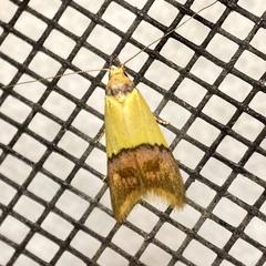 Hemibela oxyptera