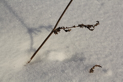 Filipendula vulgaris