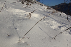 Filipendula vulgaris
