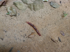 Scolopendra dehaani