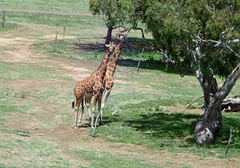 Giraffa