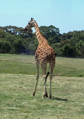Giraffa