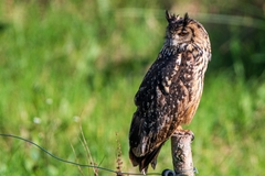 Bubo bengalensis