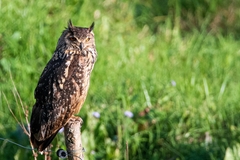 Bubo bengalensis
