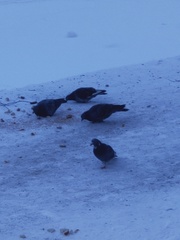 Columba livia domestica