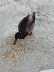 Anas platyrhynchos