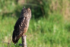 Bubo bengalensis