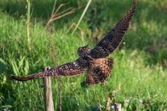 Bubo bengalensis